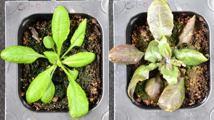 Plants transformed into detectors of dangerous chemicals