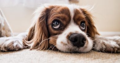 Mysterious Respiratory Illness Affecting Dogs Spreads Across US